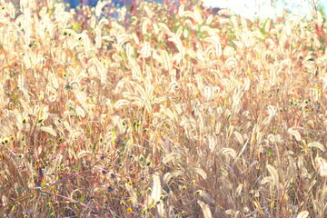 ねこじゃらしと太陽