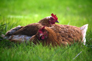 gallinas descansando