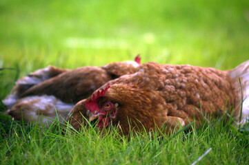 gallinas descansando