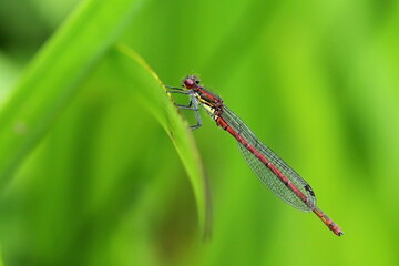 Petite nymphe au corps de feu