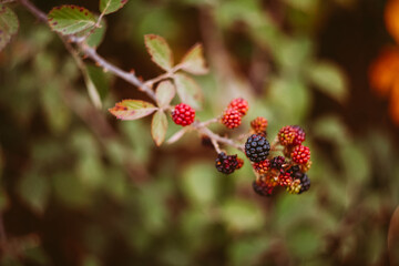 ripe blackberries on a branch