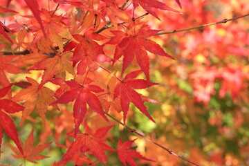 日本の秋の風景、紅葉