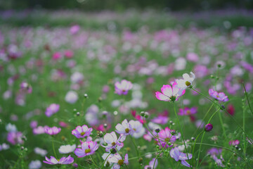 Naklejka premium コスモス