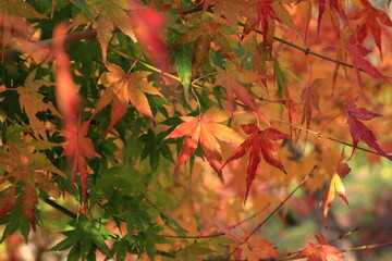 日本の秋の風景、紅葉