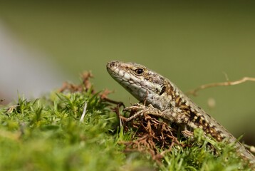 Lézard des murailles