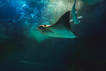 Low-angle closeup of a devil ray tide dark blurred background
