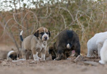 Closeup of puppy litter sitting on the ground trees blurred background