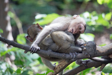 Obraz premium 可愛いサル