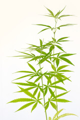 Cannabis or Marijuana leaves plants on white background.  