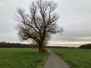 tree in the field