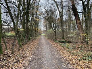 path in the woods