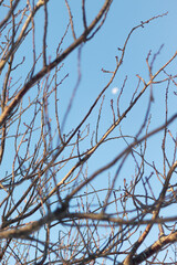 Dry branches seen from below with the moon out of focus and the blue sky in the background