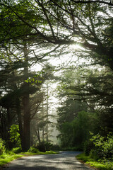 Morning glory undergrowth by misty day in Redwood National Park in California, USA