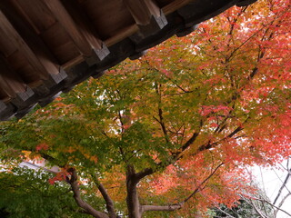 Autumn leaves seen from the shrine precincts
