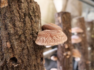 Shiitake mushrooms growing from the logs of the mushroom farm