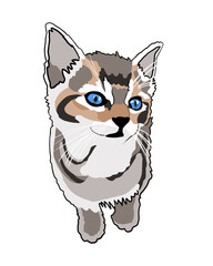 Tabby kitten portrait illustration on white background