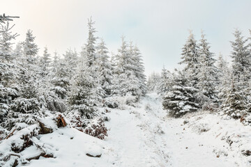 A winter hiking trail goes uphill between snow-covered spruce trees on a cloudy winter's day.