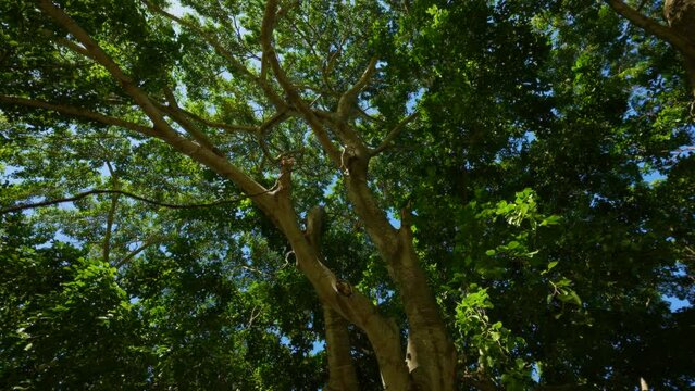Jamaica. Montego Bay. The Great Banyan is a banyan tree (Ficus benghalensis) located in Acharya Jagadish Chandra Bose Indian Botanic Garden, Shibpur, Howrah, near Kolkata, India. 
