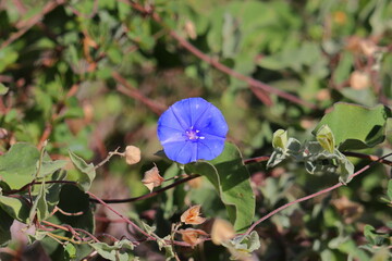 A pretty Mauritanian blue bindweed in the middle of a garden. Convolvulus