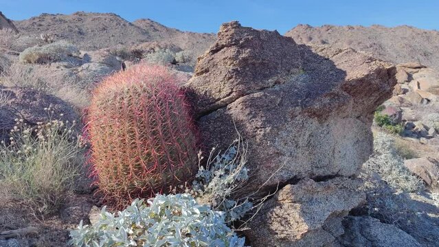Cactus Cacti Plant Cactaceae Caryophyllales in Desert