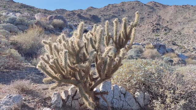 Cactus Cacti Plant Cactaceae Caryophyllales in Desert