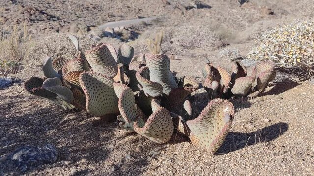 Cactus Cacti Plant Cactaceae Caryophyllales in Desert