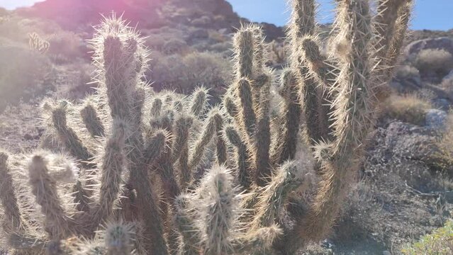 Cactus Cacti Plant Cactaceae Caryophyllales in Desert