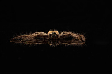 Golden Huntsman Spider or Beregama aurea on a black background.