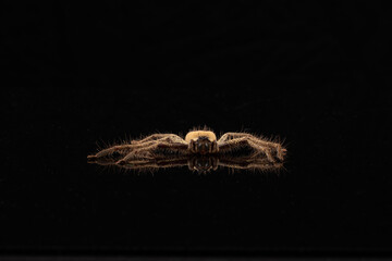 Golden Huntsman Spider or Beregama aurea on a black background.