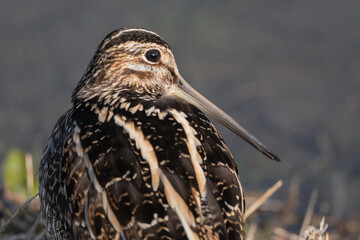 Wilson's Snipe Close-Up Portrait from the Side