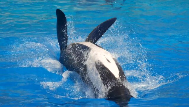 Orca Encounter Killer Whale Presentation Oceanic Dolphin Family. Swimming and Jumping on Water.