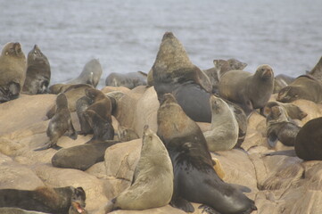Lobos marinos