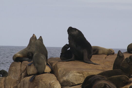 Lobos marinos 