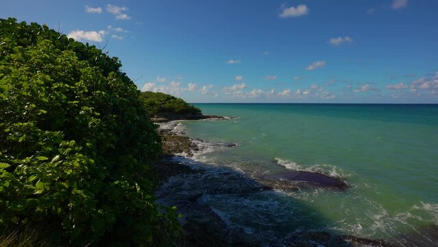 Rocky Caribbean coast in the north of the island of Jamaica. Coastal green plants are blown away by the wind from the sea. The camera moves forward smoothly.