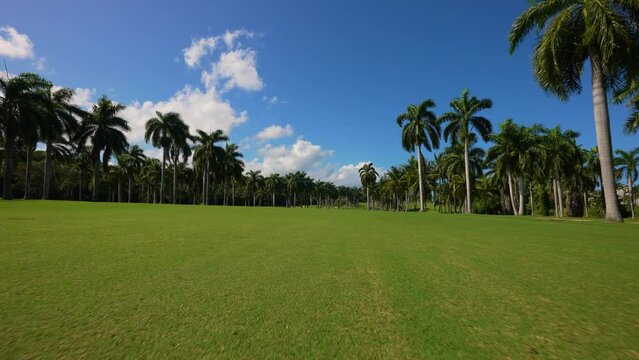 Golf course with palm trees in Jamaica. The northern shore of the Caribbean Sea in Jamaica. Hotel area, golf course, palm trees and the Mediterranean Sea in northern Jamaica.