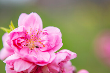ピンクの桃の花
