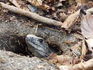 Iguana peaking out of hole