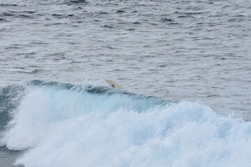 Surfing