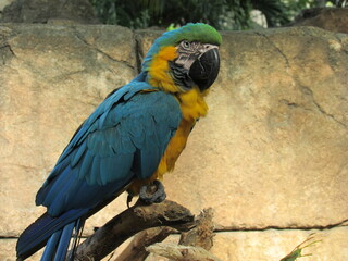 blue and yellow macaw