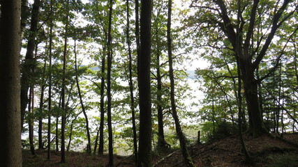 trees in the forest