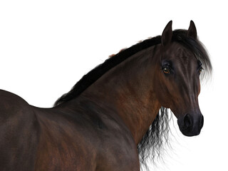 3d render of a bay horse portrait with transparent background.  © Elle Arden