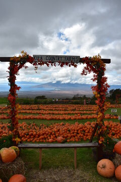 Pumpkin Patch on Maui