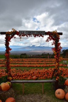 Pumpkin Patch on Maui