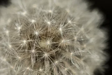 Wandaufkleber dandelion seed head © David