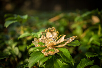 pretty thing on a plant