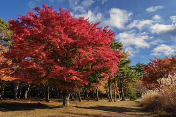 Autumn park in Japan on a sunny day