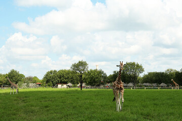 Beautiful spotted African giraffe in safari park