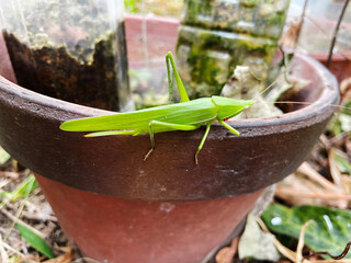 冬眠前のバッタ