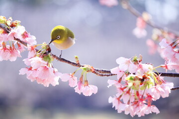 春の訪れと可愛いメジロ