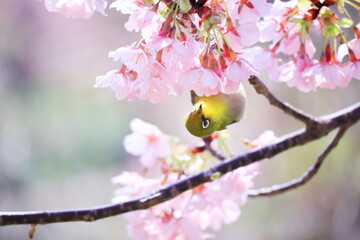 春の訪れと可愛いメジロ